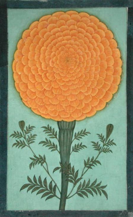 A Marigold, from the Small Clive Album  on von Mughal School