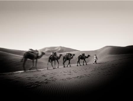 Vier Kamele