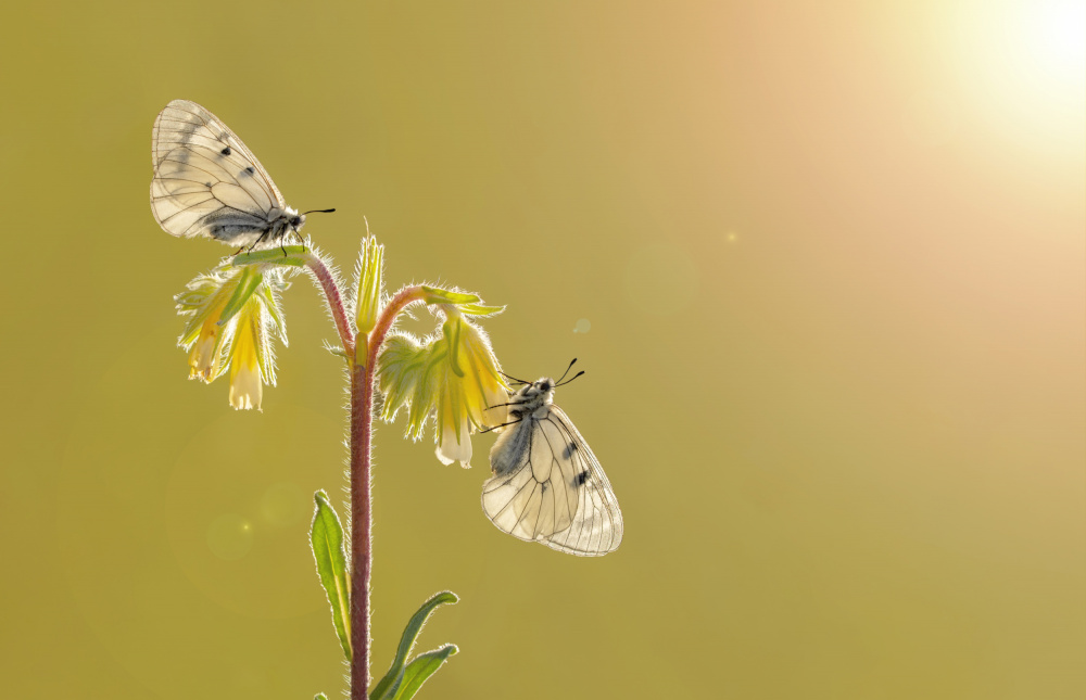 Nahaufnahme zweier Schmetterlinge von mustafa öztürk
