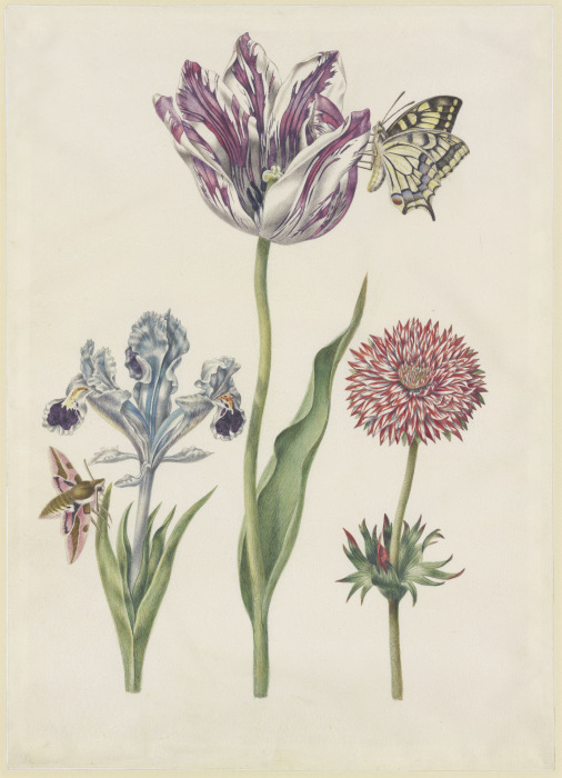Iris mit Wolfsmilchschwärmer, Tulpe mit Schwalbenschwanz, Anemone von N. Robb