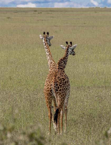 Kreuzung von Giraffen