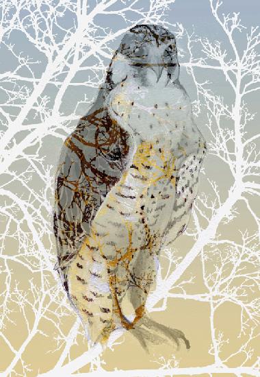 Peregrine Falcon 2015