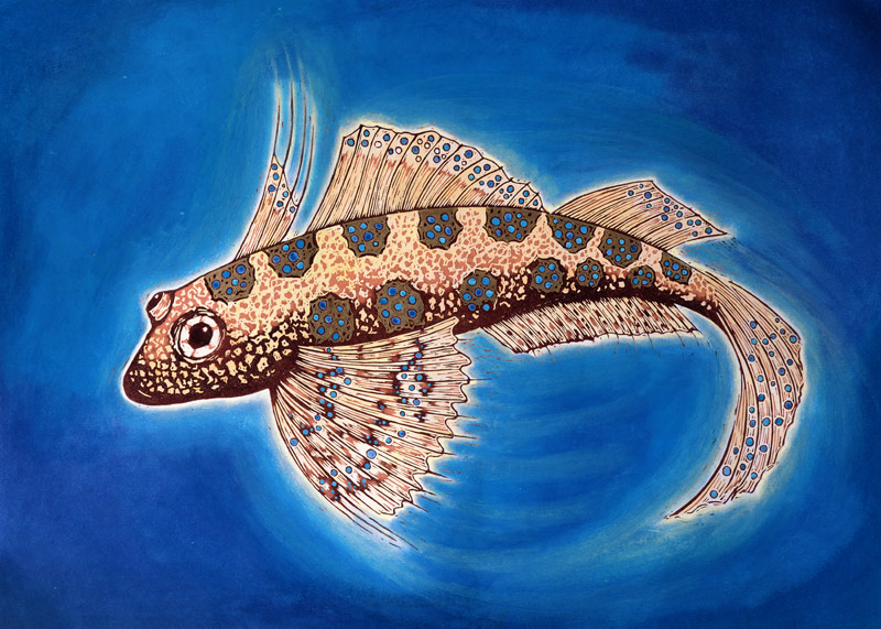 Dragonet Fish, 1999 (woodcut print and mixed media)  von Nat  Morley