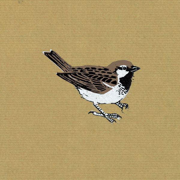 Sparrow von Nat  Morley