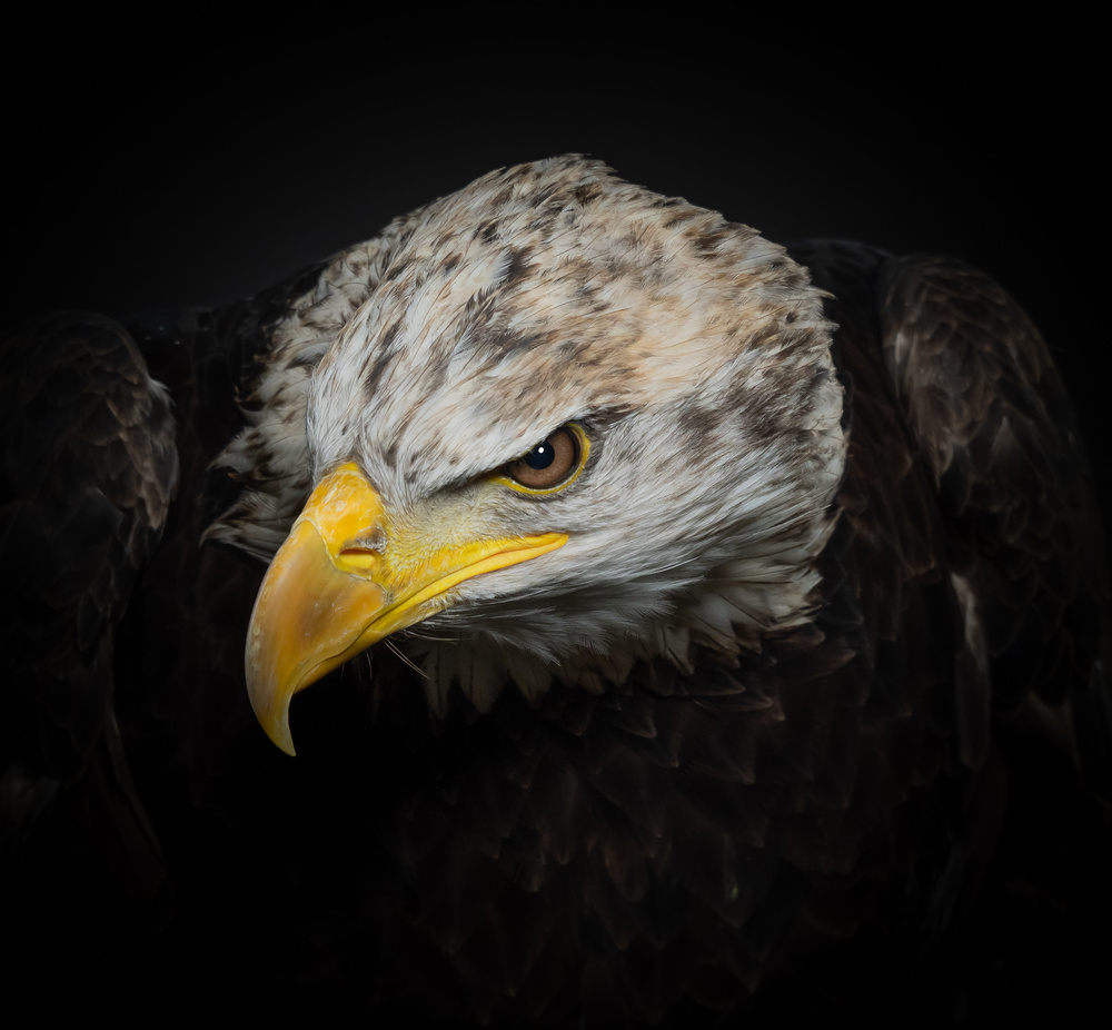 Der amerikanische Adler von Natascha Worseling