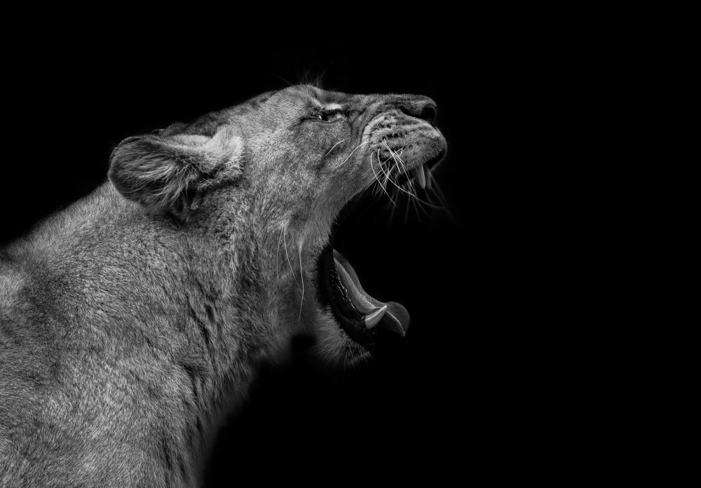 Löwin in zurückhaltendem Ton von Nauzet Baez Photography