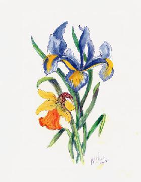 Blue Iris and Daffodil 2002