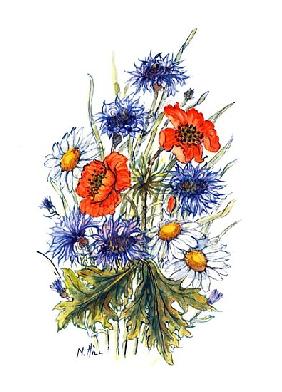 Cornflower, Poppy and Ox-eye Daisy (w/c on paper) 