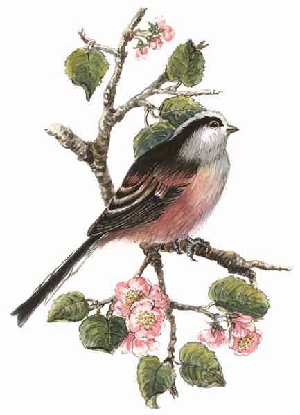 Long tailed tit and cherry blossom