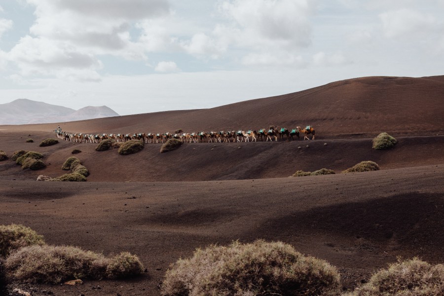 Dromedare vor Vulkanen auf Lanzarote von Laura Nenz