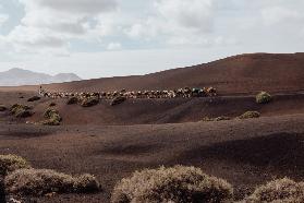 Dromedare vor Vulkanen auf Lanzarote 2019