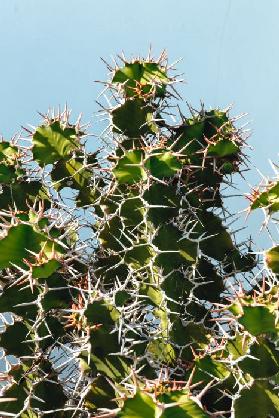 Kaktus auf Lanzarote 2019