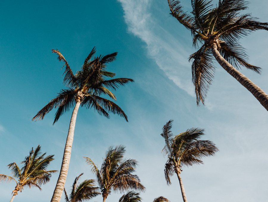 Palmen auf Lanzarote von Laura Nenz