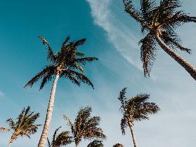 Palmen auf Lanzarote 2019