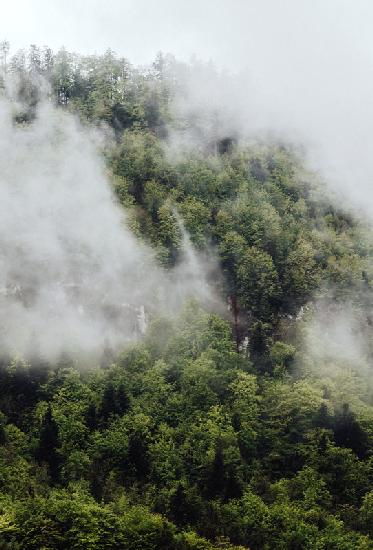 Nebel im Österreichischen Bergwald 2019