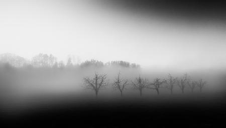 Acht Bäume im Nebel