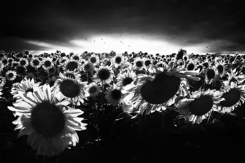 Sonnenblumen im Gegenlicht von Nicodemo Quaglia