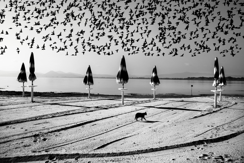 Vögel im Flug von Nicodemo Quaglia
