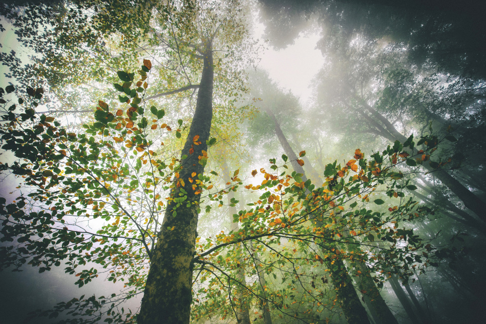 Der Atem des Waldes von Nicola Figliuolo