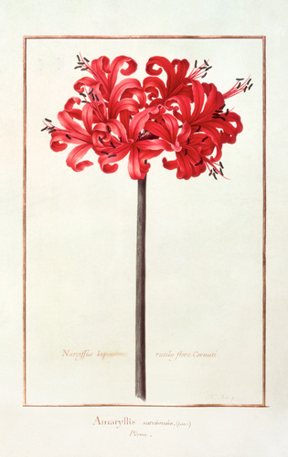 Amaryllis Sarniensis, or Narcissus  on von Nicolas Robert