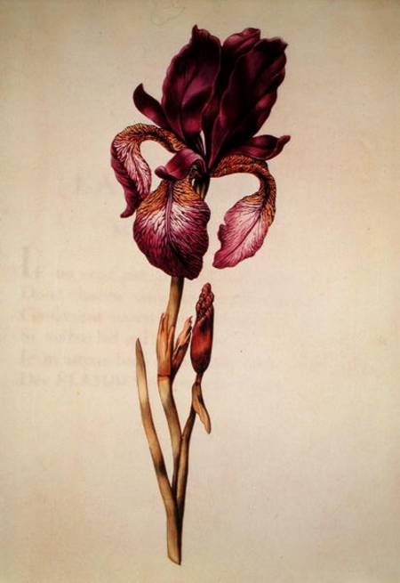 Iris, from 'La Guirlande de Julie' von Nicolas Robert