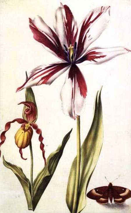 Orchid, Tulip and Butterfly von Nicolas Robert