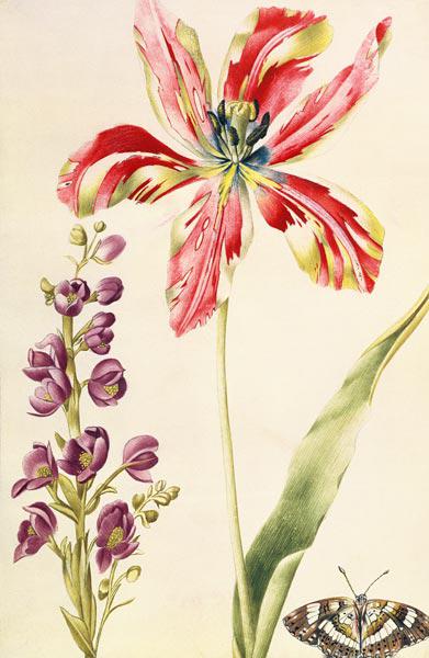 Tulip, Stocks and Butterfly c.1675