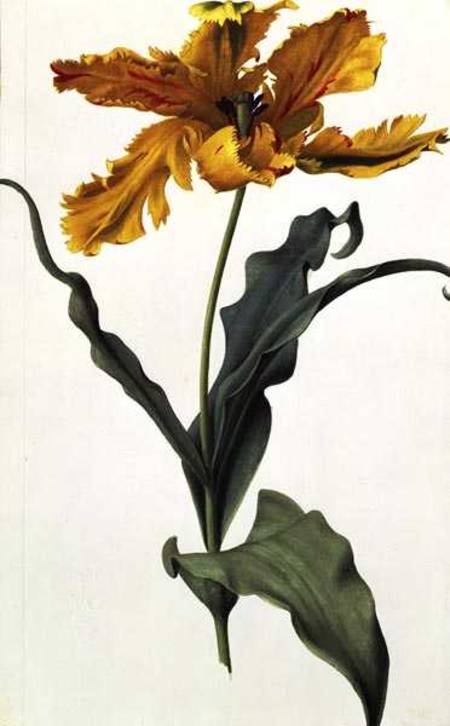 Tulip von Nicolas Robert