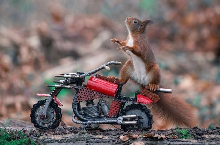Biker-Eichhörnchen