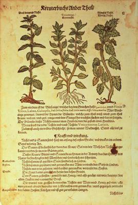 15:Nettles: from Kreuterbuch by A. Lonitzer 1854