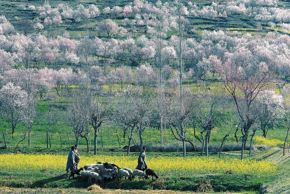 Almond trees and mustard flowers in bloom dotting hill-slope, Pampore, Srinagar  von 