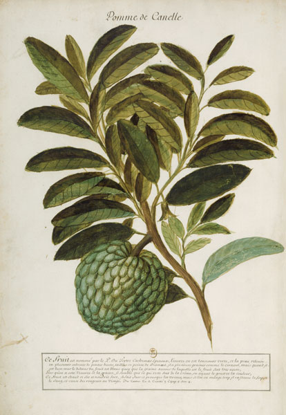 Anacardium pineum / Ch.Plumier von 