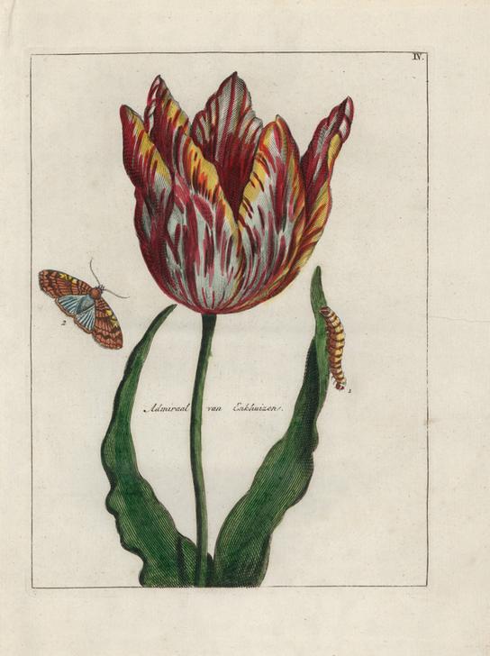 Admiral van Enkhuizen tulip, Tulipa gesneriana von 