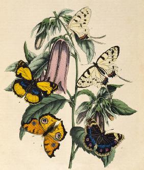 Asiatische Schmetterlinge