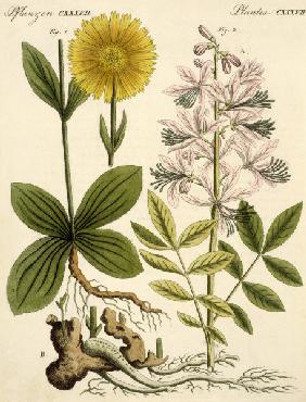 Arnica and glas plant / Bertuch 1813