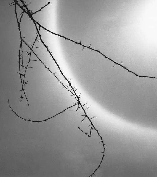 Barbed branch of thorny plant (b/w photo)  von 