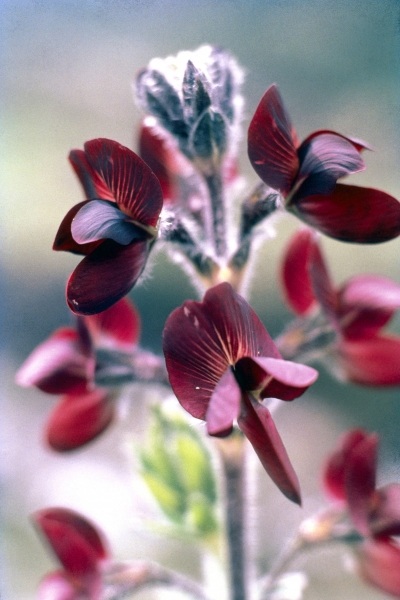 Barbed Thermopsis or Black Pea (Thermopsis barbata) (photo)  von 