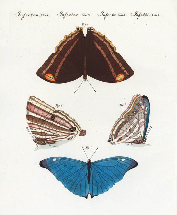 Brown page butterfly von 