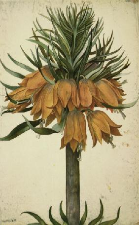 Botany, Lily / Georg Flegel