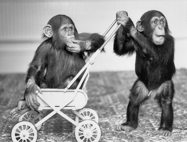 Chimpanzees Jambo and William at Twycross zoo, England von 