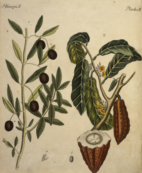 Cacao Tree and Olive Tree / Engraving von 