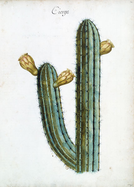 Cactus / Ch.Plumier von 