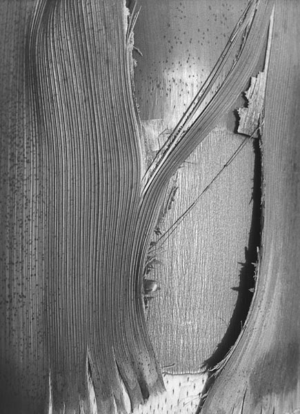 Close up of bark of trees trunk (b/w photo)  von 