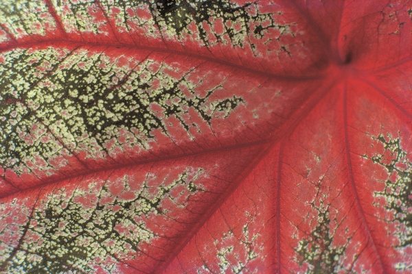 Close up of caladium leaf pattern, Bangalore (photo)  von 
