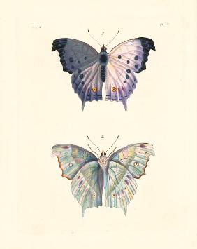 Clouded mother of pearl butterfly