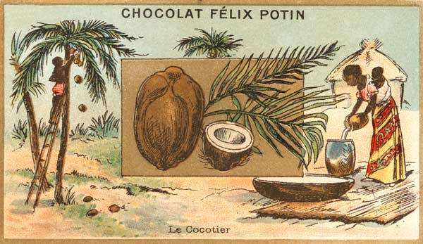 Coconut Palm / Collector s Card, c.1890 von 