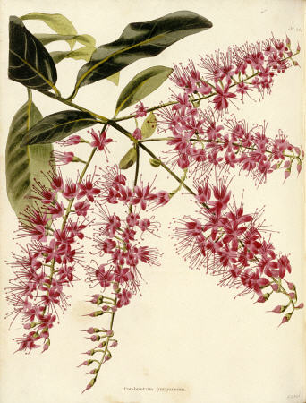 Combretum Purpureum From The Botanical Cabinet, Consisting Of Coloured Delineations Of Plants From A von 