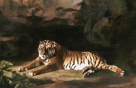 Portrait Of The Royal Tiger