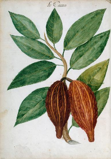 Cacao tree/ Ch.Plumier