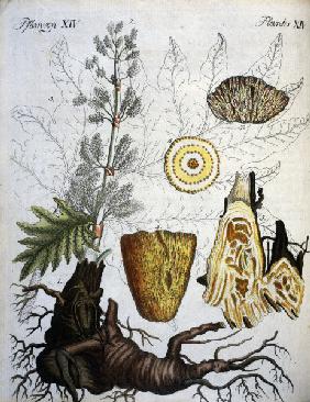 Common Rhubarb / Bertuch 1792